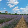 EURORA LAVENDER Fields